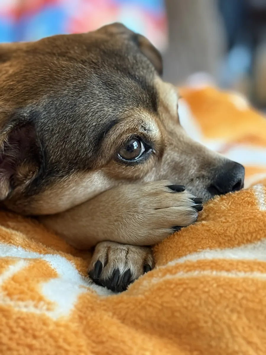Apollo resting his chin on an orange blanket