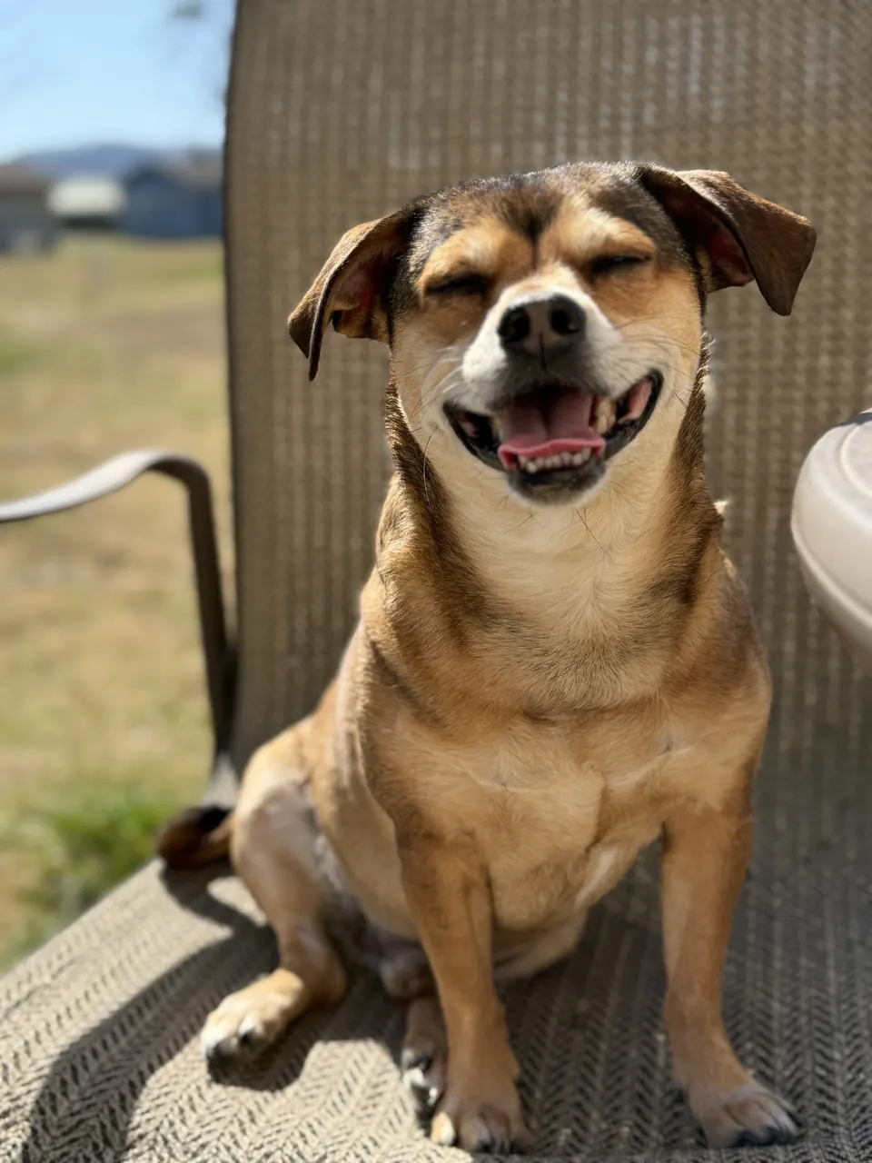 Apollo, a tan cheagle, grinning with his eyes closed on a sunny porch